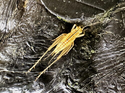 キンヒバリ♀