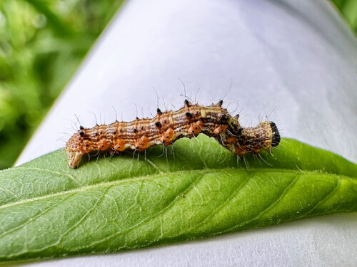 シロトゲエダシャクの幼虫