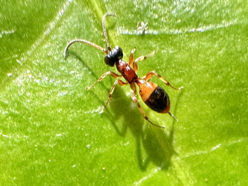 ハネナシヒメバチ属の一種♀
