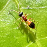 ハネナシヒメバチ属の一種