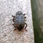 マツノシラホシゾウムシ
