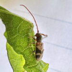 ニイジマチビカミキリ
