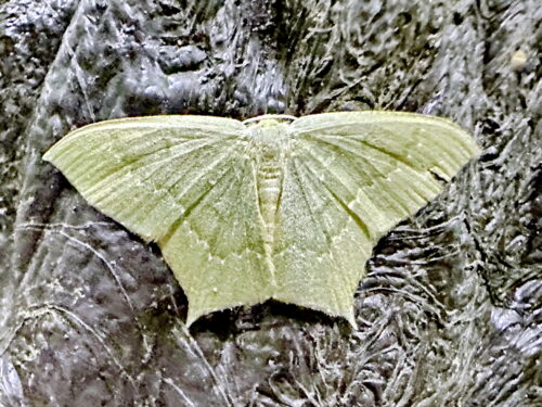 ヒロバツバメアオシャク♀