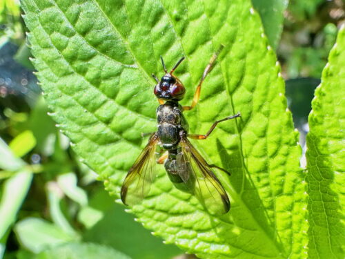 ヒゲナガヒロクチバエ♀