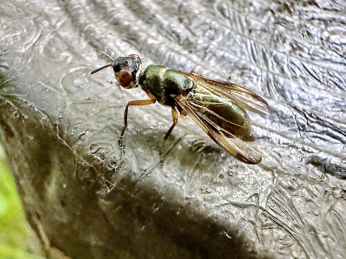 ヒゲナガヒロクチバエ♀
