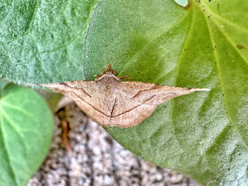 モミジツマキリエダシャク