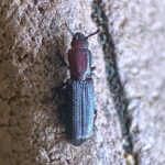 ツヤナガヒラタホソカタムシ