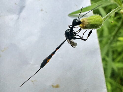 ヒメコンボウヤセバチ♀