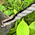 クロイロコウガイビル