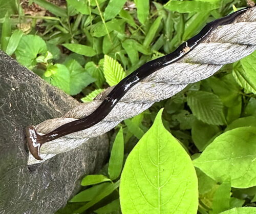 クロイロコウガイビル