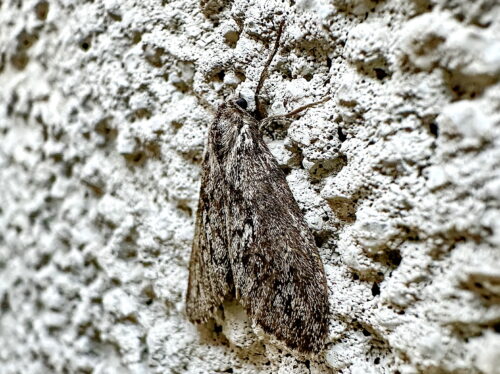 ウチジロマイマイ♀