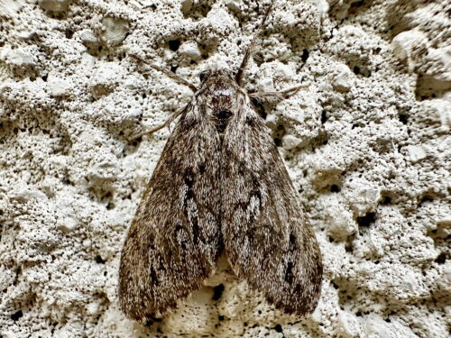 ウチジロマイマイ