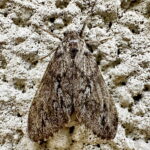 ウチジロマイマイ