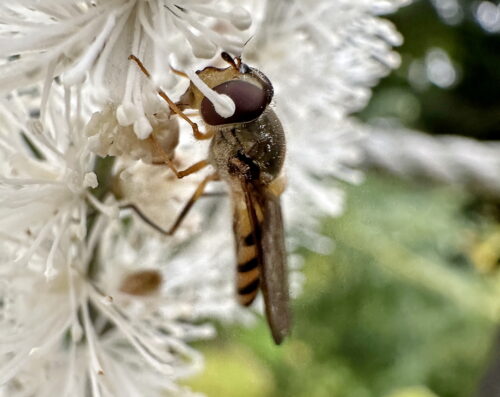 カオグロオビホソヒラタアブ♀