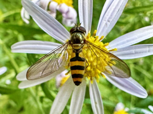 カオグロオビボソヒラタアブ