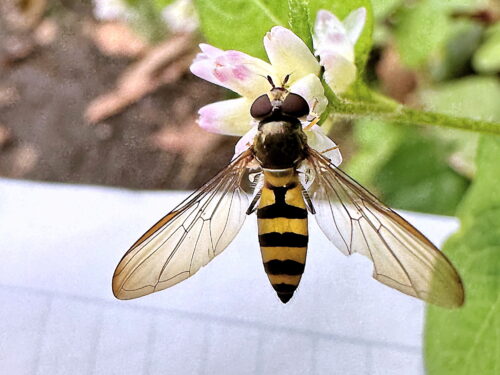 カオグロオビホソヒラタアブ