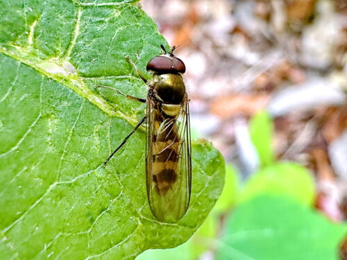 カオグロオビホソヒラタアブ♂