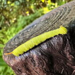 クチバスズメの若齢幼虫