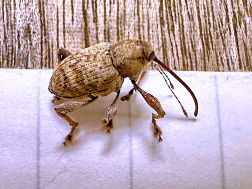 コナラシギゾウムシ