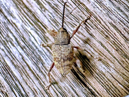 コナラシギゾウムシ