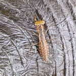 ヒナカマキリ
