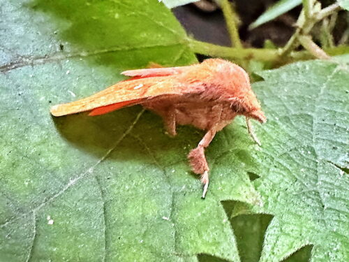 リンゴカレハ♀