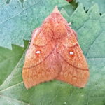 リンゴカレハ♀