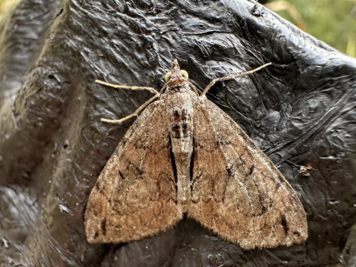 シロシタトビイロナミシャク