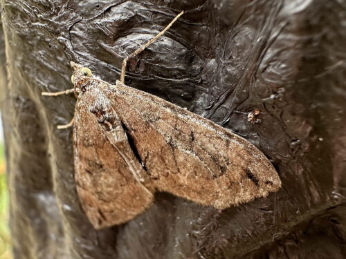 シロシタトビイロナミシャク