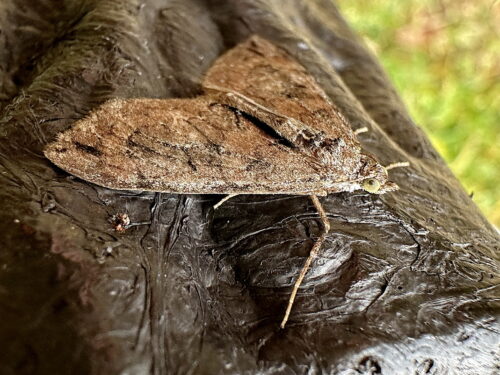 シロシタトビイロナミシャク
