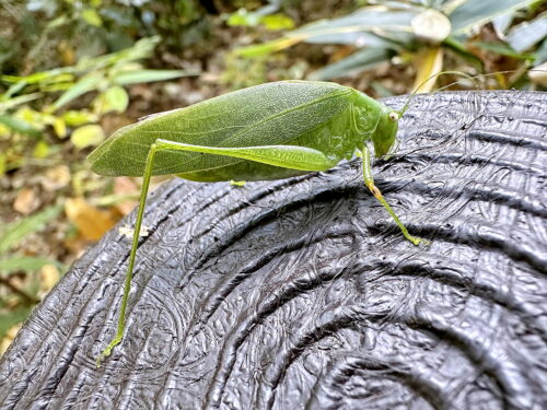 ヒメクダマキモドキ