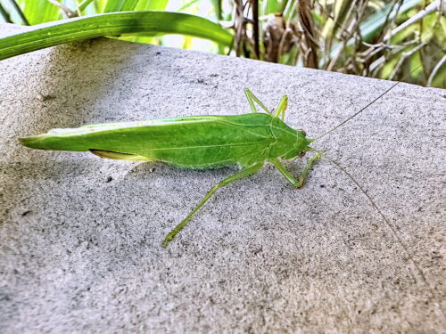 ヒメクダマキモドキ