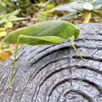 ヒメクダマキモドキ