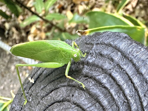 ヒメクダマキモドキ