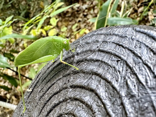 ヒメクダマキモドキ