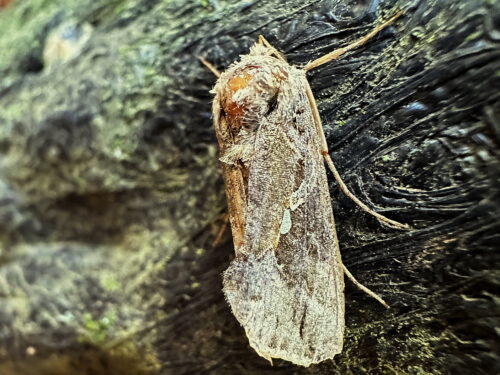 ミツモンキンウワバ