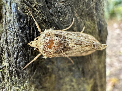 ミツモンキンウワバ