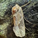 ミツモンキンウワバ