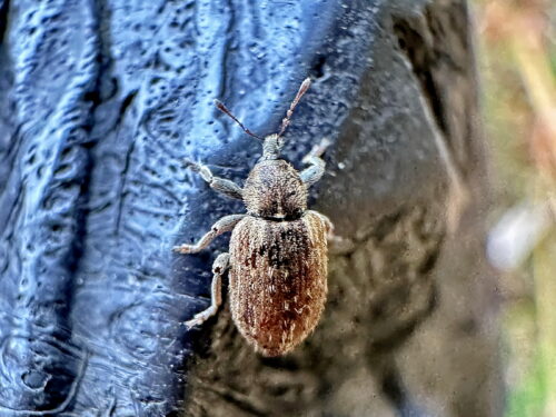 アルファルファタコゾウムシ