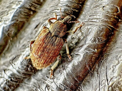 アルファルファタコゾウムシ