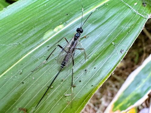 シロスジクチキヒメバチ♀