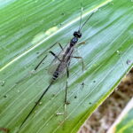 シロスジクチキヒメバチ