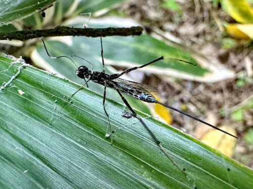 シロスジクチキヒメバチ♀
