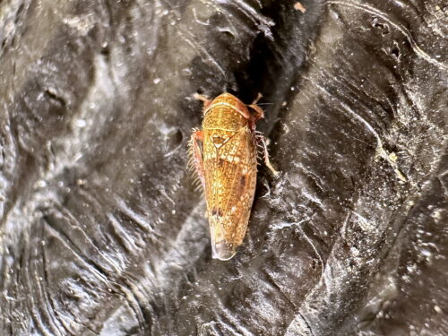 アライヒシモンヨコバイ