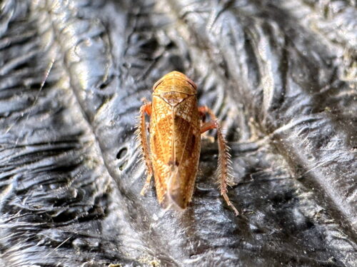 アライヒシモンヨコバイ