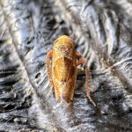 アライヒシモンヨコバイ