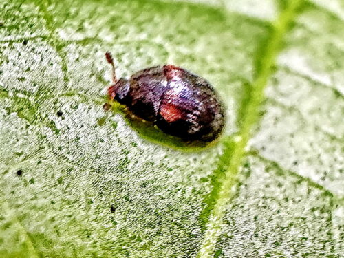 ウスオビカクケシキスイ