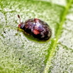 ウスオビカクケシキスイ