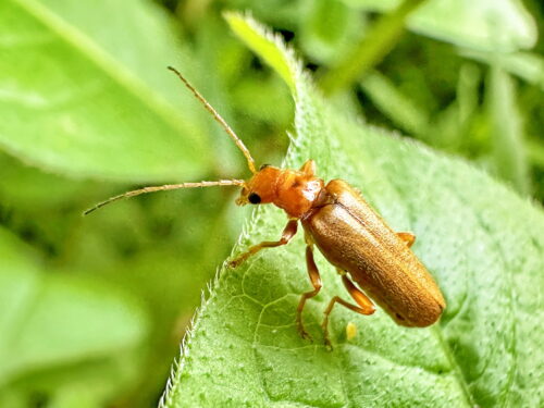 キイロカミキリモドキ