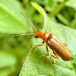 キイロカミキリモドキ